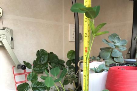 花生奶可以拿来浇花吗