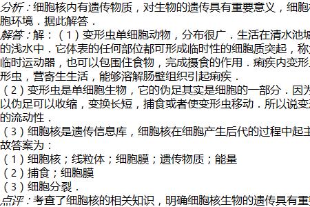 变形虫伪足的功能