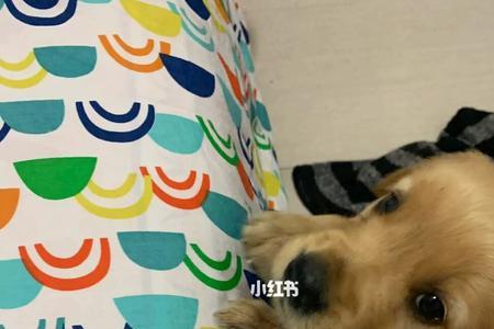 买金毛犬要买几个月大的最好养