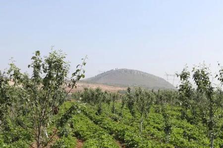 南方适合种植什么速生经济林