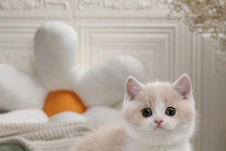 W级猫咪是什么
