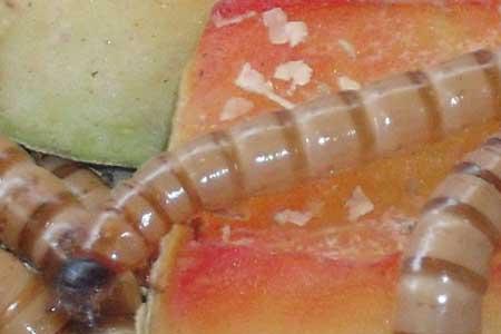 面包虫饲养密度