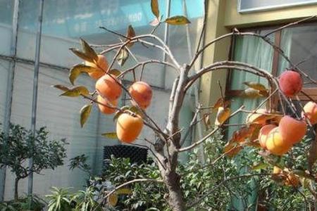 院子里花盆里能栽柿子树吗