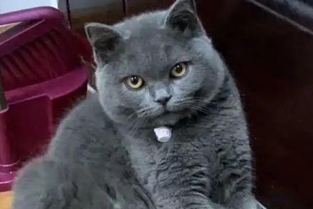 蓝猫什么时候买最便宜