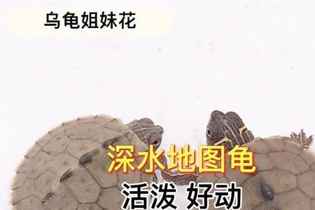 火焰龟和地图龟吃什么