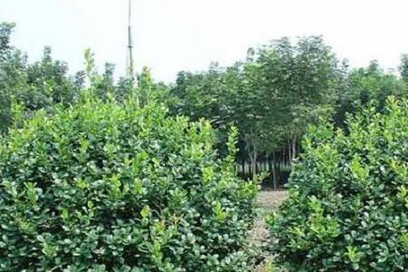 5月补栽冬青如何提高成活率