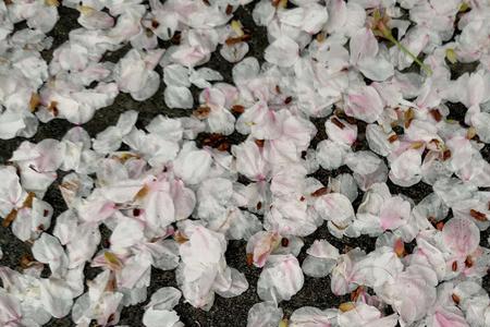 柳叶低垂落花飞什么意思