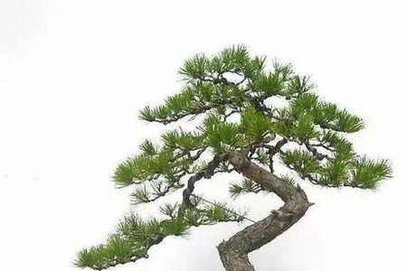 盆景造型用什么线最好