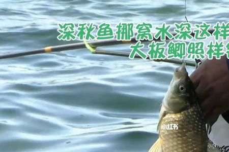 3-25g的路亚竿能钓什么鱼
