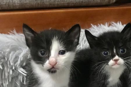 田园猫一年能生几窝