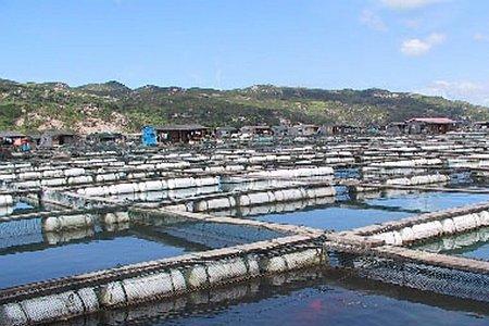 长流水鱼塘养鱼好吗