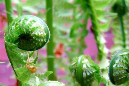 野生野菜繁殖方法