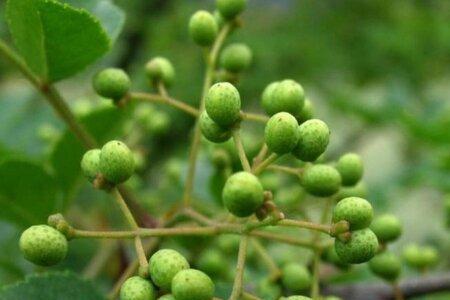 青花椒是没成熟的吗
