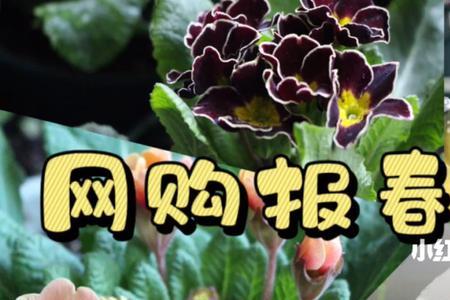 网购花卉怎么选尺寸