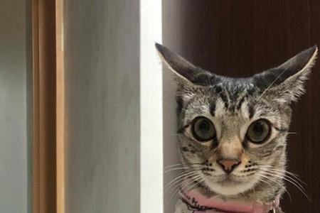 狸花猫常见的5种颜色