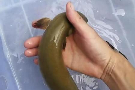 白鳝有多可怕