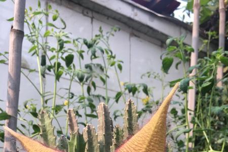 犀角花长几年开花