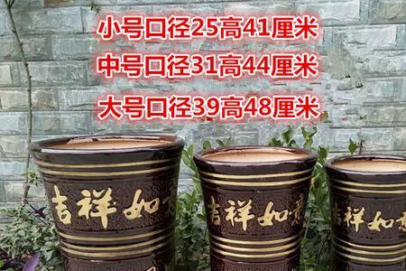 大缸里能栽什么树