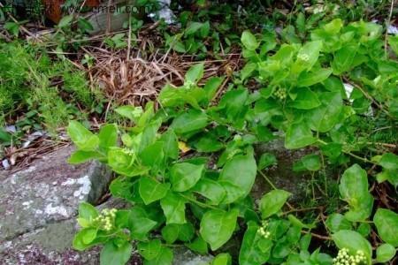 荆菜冬天种植方法