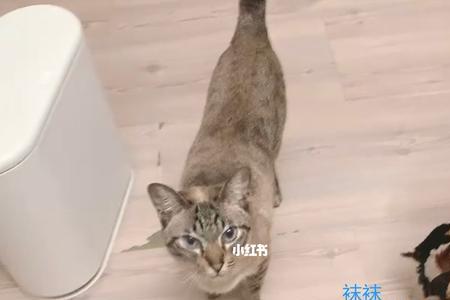 暹罗猫怎么戒零食