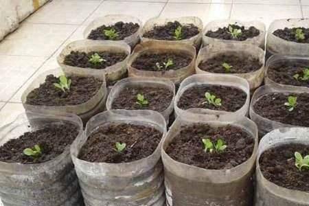 花盆种菜发黄是怎么回事