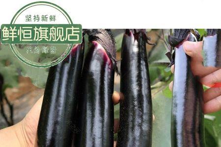 小紫茄子学名是什么