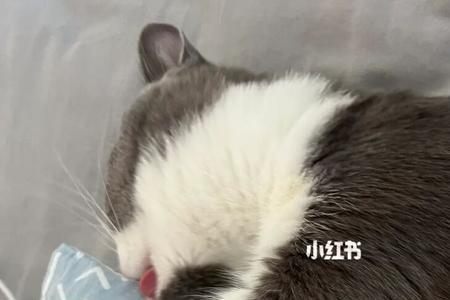 猫咪一进猫包就叫怎么办