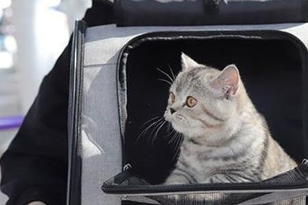 在车上不可以带猫吗