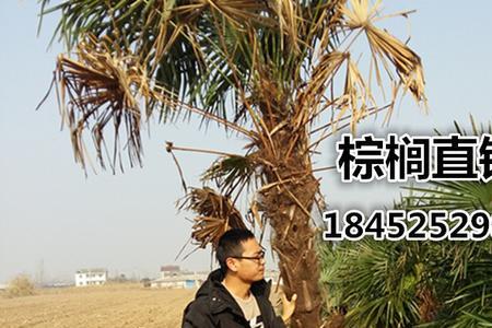 棕榈子怎么保存