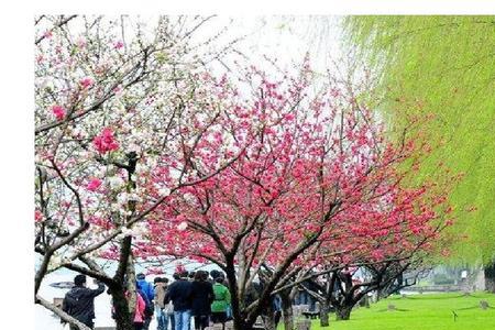 柳绿什么成语填空一年级