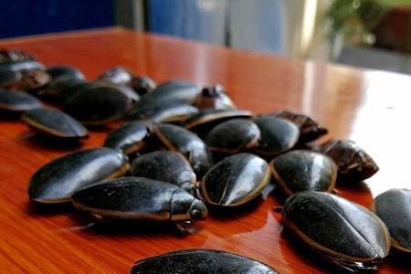 珍珠鳖一年可以养多少斤2-3厘米珍珠龟一年大概能长1-2厘米,它们的