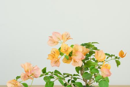 三角梅和茉莉花哪个好