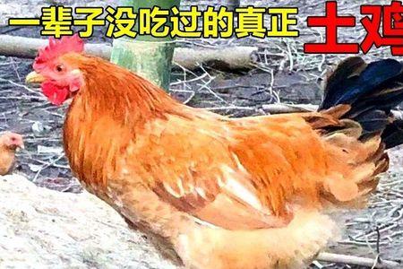 飘飘散散的正确读音