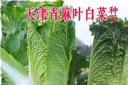 青毛叶白菜有哪些品种