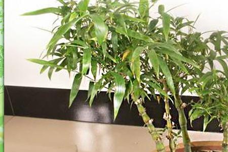 罗汉竹有哪些品种