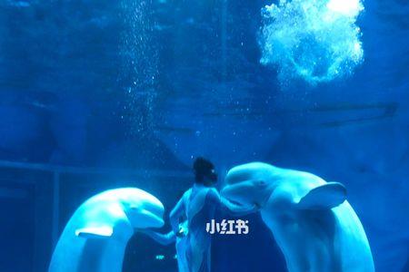 上海极地海洋公园能现场买票吗