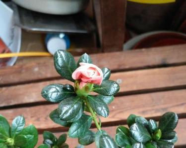 杜鹃花土里怎么长起小蚊子了