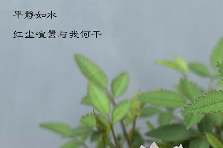 黄金雅与姬月季的区别