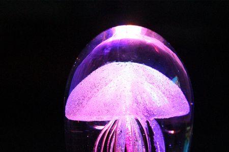 水晶果冻水母有毒吗