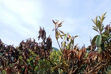 枇杷树移植为什么要剪树枝