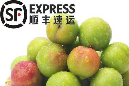 青脆李和三华李的区别