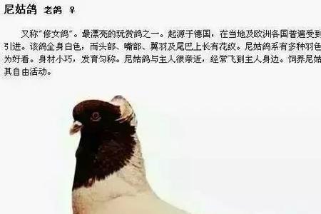 不能飞的鸽子品种