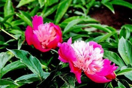芍药不扎根是什么原因