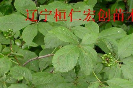 刺五加和刺拐棒是不是一个品种