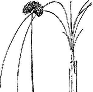 羊胡子和韭菜花有什么区别