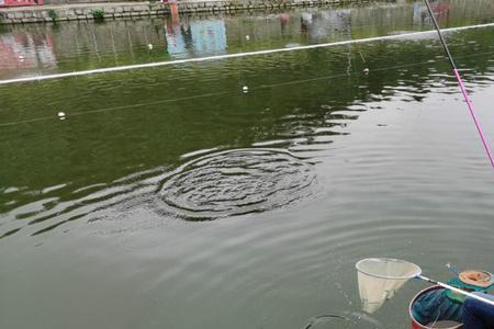 秋季钓鲤鱼用小黄鸭哪个味型