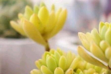绿意多肉还叫什么名字