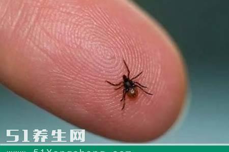 隐翅虫和蜱虫有何区别