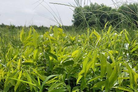 沉香树苗在北方可以生长吗