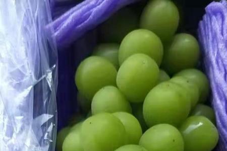 山东阳光玫瑰什么季节休眠